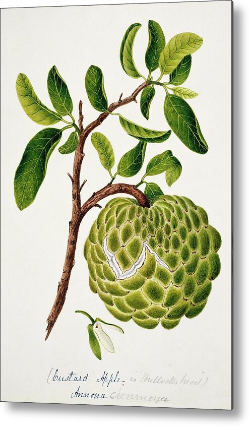 Annona Cheremoya Metal Print featuring the photograph Custard Apple Fruit by Natural History Museum, London/science Photo Library