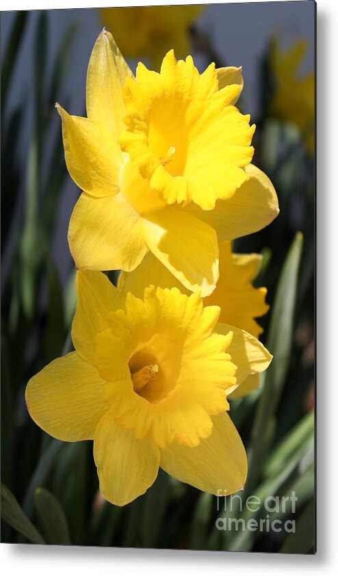 Daffodil Metal Print featuring the photograph Daffodil Delight by Anita Oakley