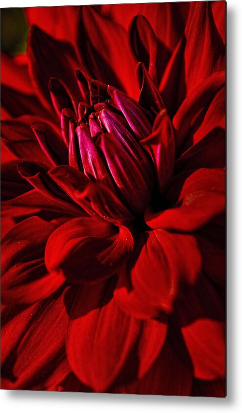 Dahlia Red Metal Print featuring the photograph Dahlia Red by Wes and Dotty Weber