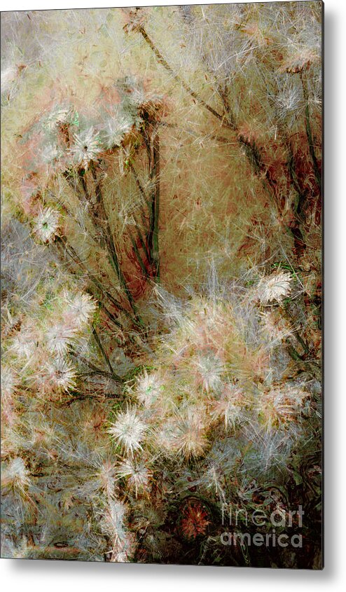 Daisy Metal Print featuring the photograph Daisy a day 22 by Julie Lueders 