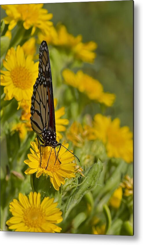 Butterfly Metal Print featuring the photograph Daisy Daisy Give Me Your Anther Do by Gary Holmes