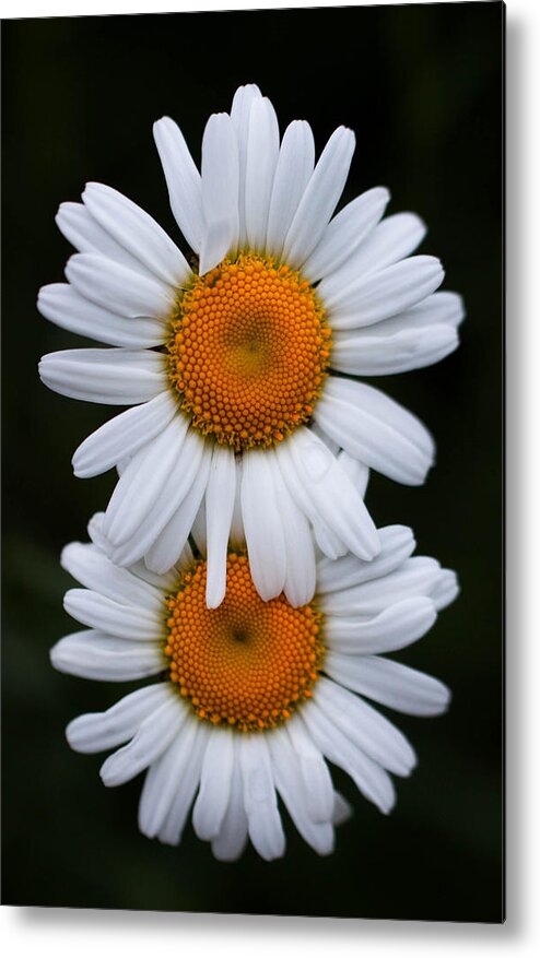 Daisy Metal Print featuring the photograph Daisy twins by Haren Images- Kriss Haren