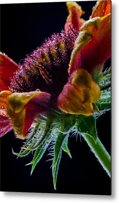 Flowers Metal Print featuring the photograph Damp Gaillardia by W Chris Fooshee