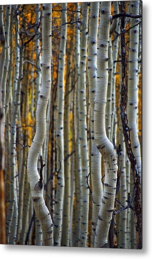 Altitude10k Photography Metal Print featuring the photograph Dancing Aspens by Jeremy Rhoades
