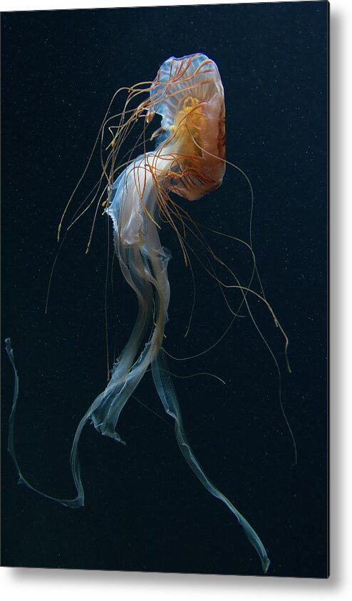 Jellyfish Metal Print featuring the photograph Dancing Queen by Dirk Heckmann