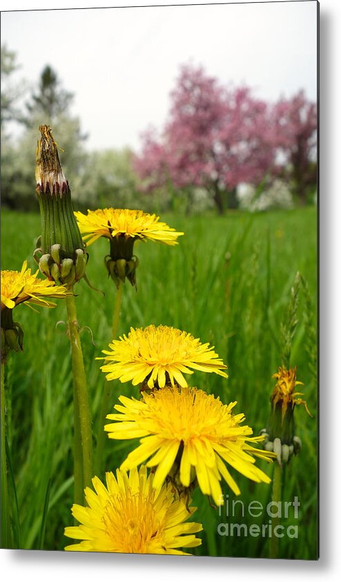Budding Metal Print featuring the photograph Dandy Lions by Jacqueline Athmann