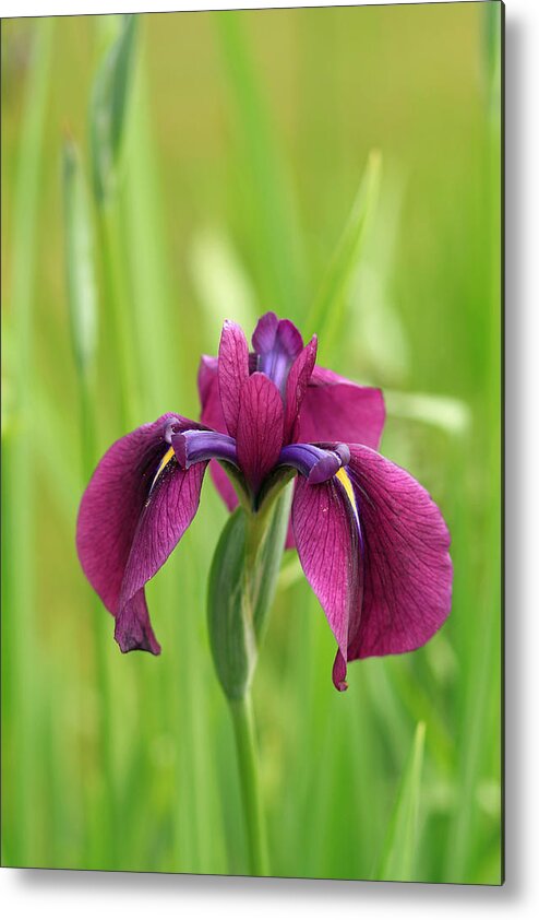 Floral Metal Print featuring the photograph Dark Magenta Iris by E Faithe Lester