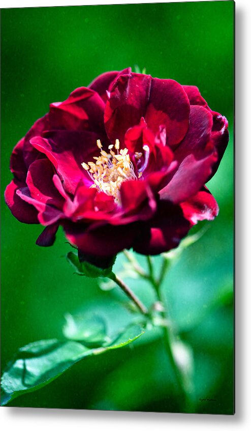 Garden Metal Print featuring the photograph Dark Red Rose by Crystal Wightman