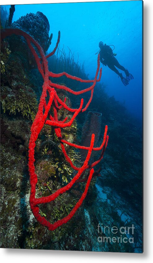 Red Rope Sponge Metal Print featuring the photograph Deep Red by Aaron Whittemore