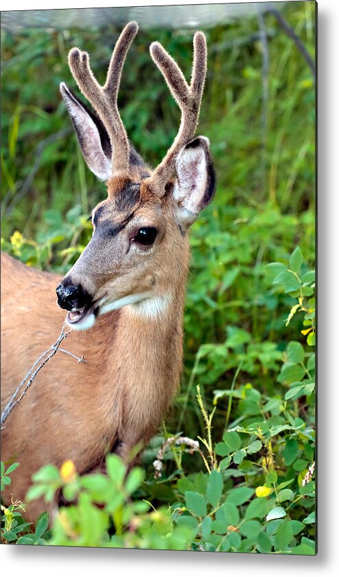 Deer Metal Print featuring the photograph Deer by Stephen Kennedy