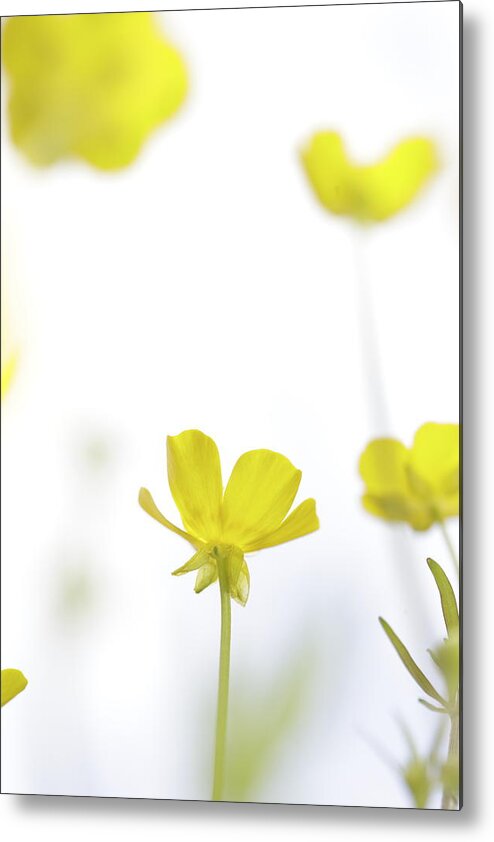 Beautiful Metal Print featuring the photograph Delicate buttercup blossom by Ulrich Kunst And Bettina Scheidulin