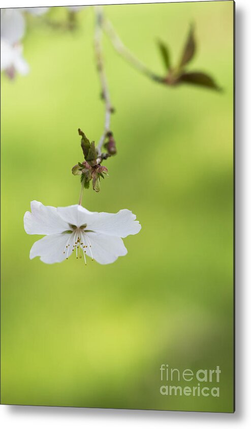 Prunus Incisa Metal Print featuring the photograph Delicate by Tim Gainey