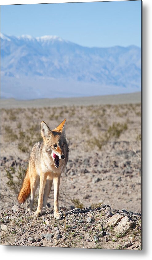  Desert Animals Metal Print featuring the photograph Desert Coyote by Darren Bradley