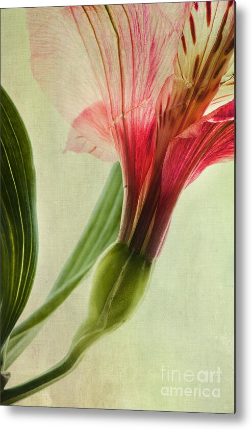 Peruvian Lily Metal Print featuring the photograph Dim Colours by Priska Wettstein