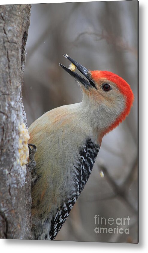 Woodpecker Metal Print featuring the photograph Dinner Time by Rick Rauzi