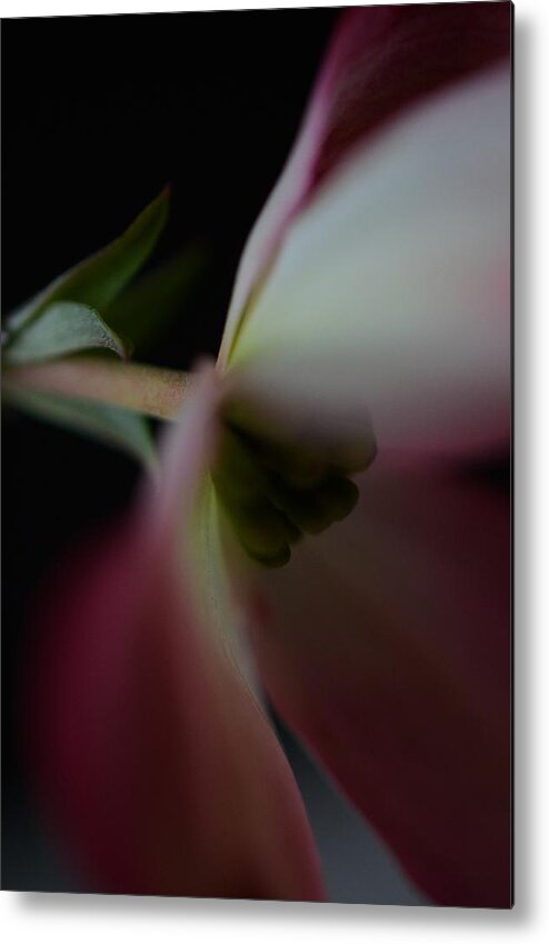 Dogwood Metal Print featuring the photograph Dogwood Flower by Marianna Mills