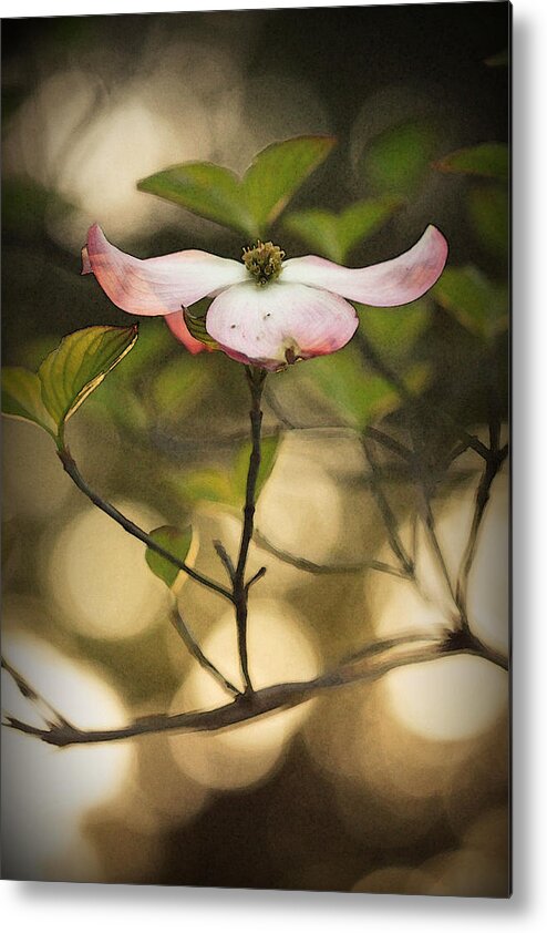 Dogwood Metal Print featuring the photograph Dogwood I by Amy Neal