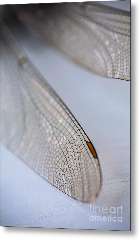 Dragonfly Metal Print featuring the photograph Dragonfly Wings 2 by Jan Bickerton