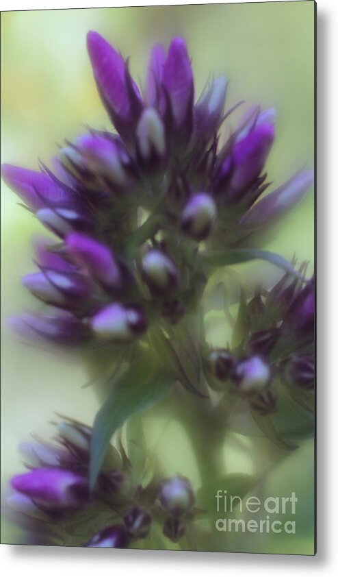 Floral Metal Print featuring the photograph Dreamy Lavendar Buds by Mary Lou Chmura