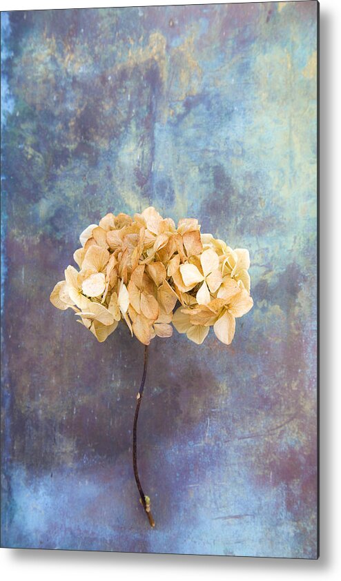 Abstract Metal Print featuring the photograph Dried Hydrangea by Maria Heyens