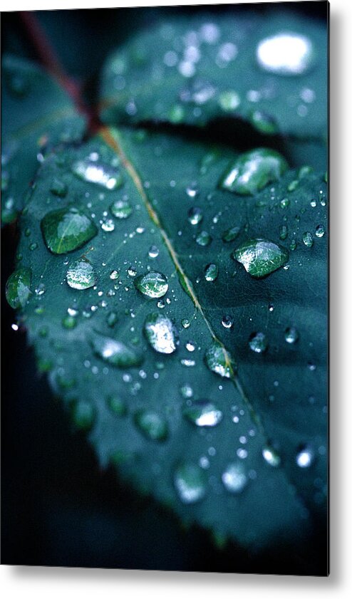 Floral Metal Print featuring the photograph Droplets by Matt Swinden