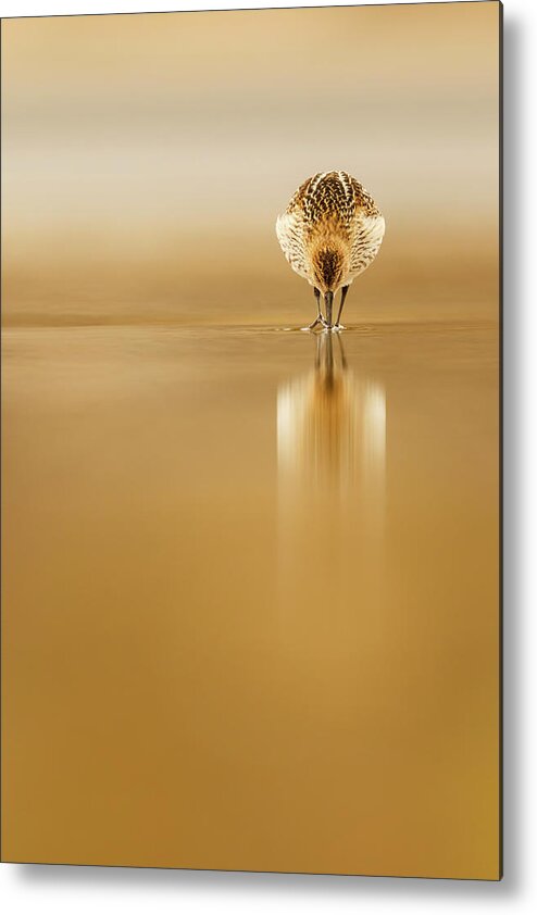 Dunlin Metal Print featuring the photograph Dunlin Reflection by Mario Su?rez