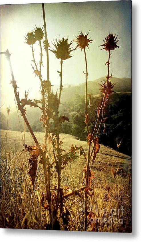 Weeds Metal Print featuring the photograph Each new day is a gift by Ellen Cotton