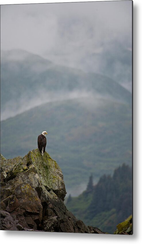Scenics Metal Print featuring the photograph Eagle by Enrique R. Aguirre Aves