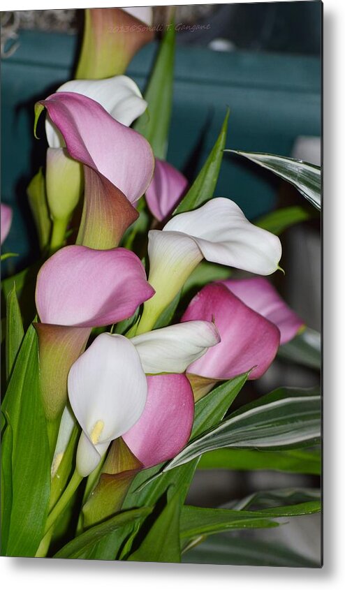 Calla Lily Metal Print featuring the photograph Easter Lilies by Sonali Gangane