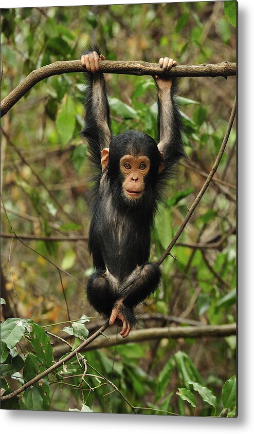Thomas Marent Metal Print featuring the photograph Eastern Chimpanzee Baby Hanging by Thomas Marent
