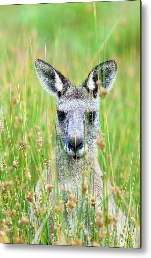 Animal Metal Print featuring the photograph Eastern Grey Kangaroo (macropus by Martin Zwick