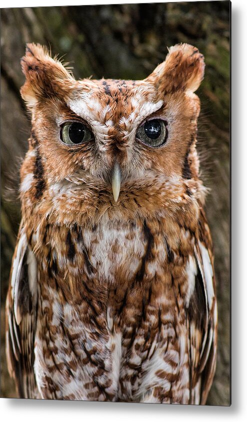Owl Metal Print featuring the photograph Eastern Screech Owl by Dale Kincaid