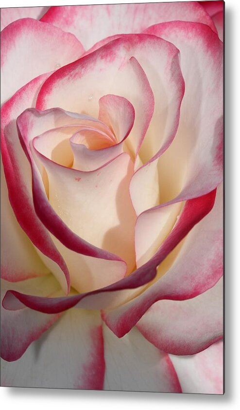 Rose Metal Print featuring the photograph Edged Rose by Mike Farslow