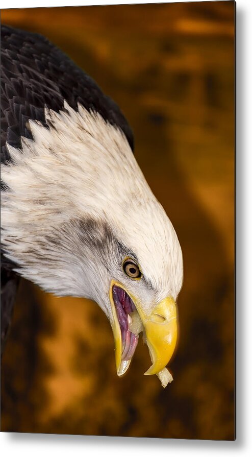 Eagle Metal Print featuring the photograph Edgy Amber Eagle by Bill and Linda Tiepelman