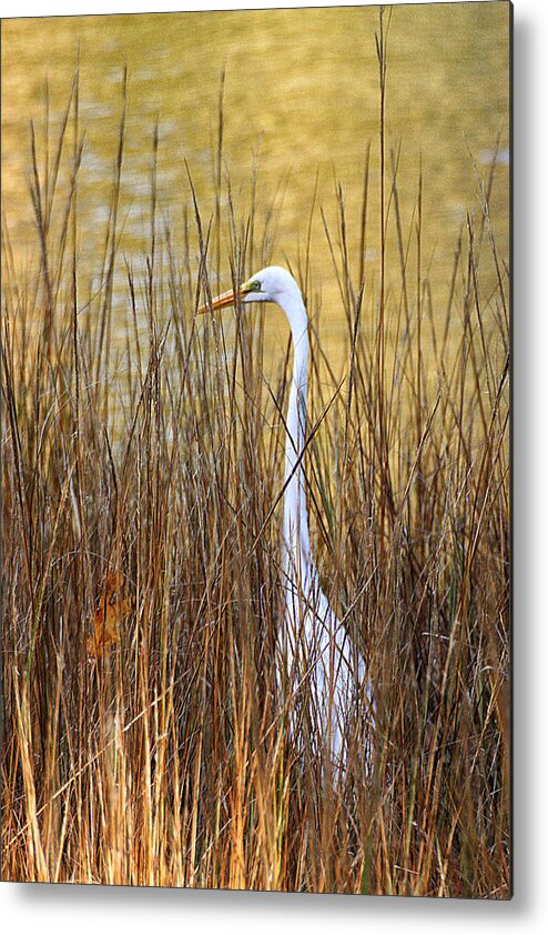 Wildlife Metal Print featuring the photograph Egret in the Grass by William Selander