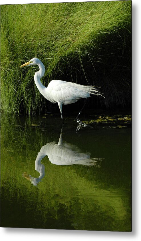 Great Egret Metal Print featuring the photograph Egret Reflections by Lara Ellis