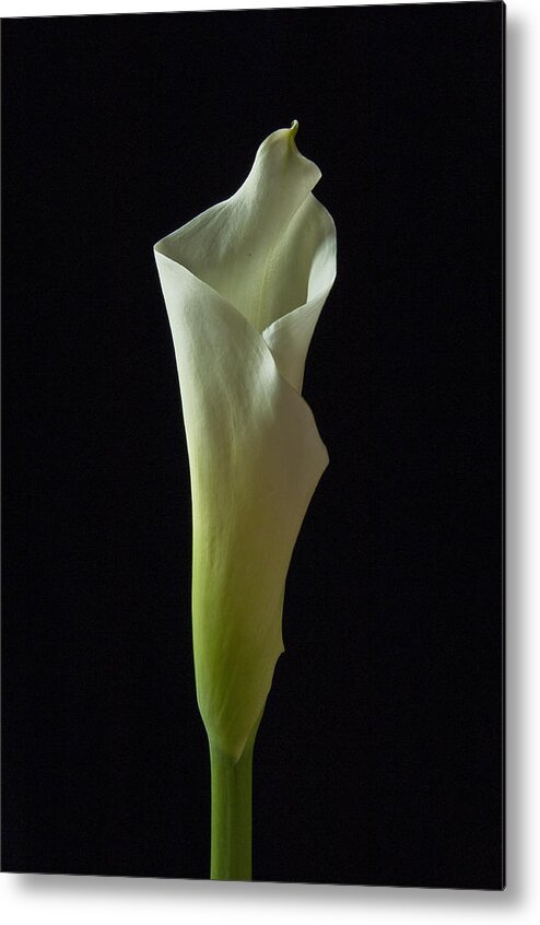 Cala Lilly Metal Print featuring the photograph Elegance Calla Lily by Ron White