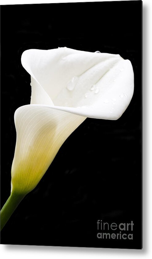 Calla Lily Metal Print featuring the photograph Elegance by Patty Colabuono