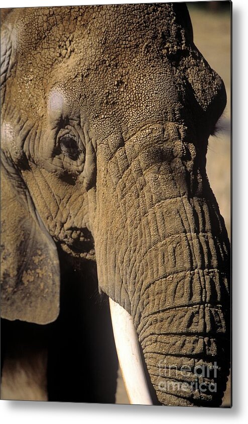 Elephant Metal Print featuring the photograph Elephant Portraint by John Harmon