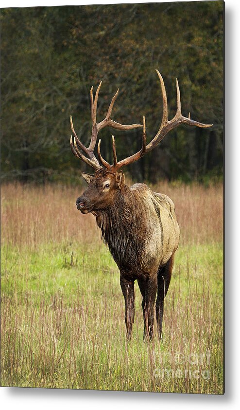 Elk Metal Print featuring the photograph Elk 2 by Carrie Cranwill