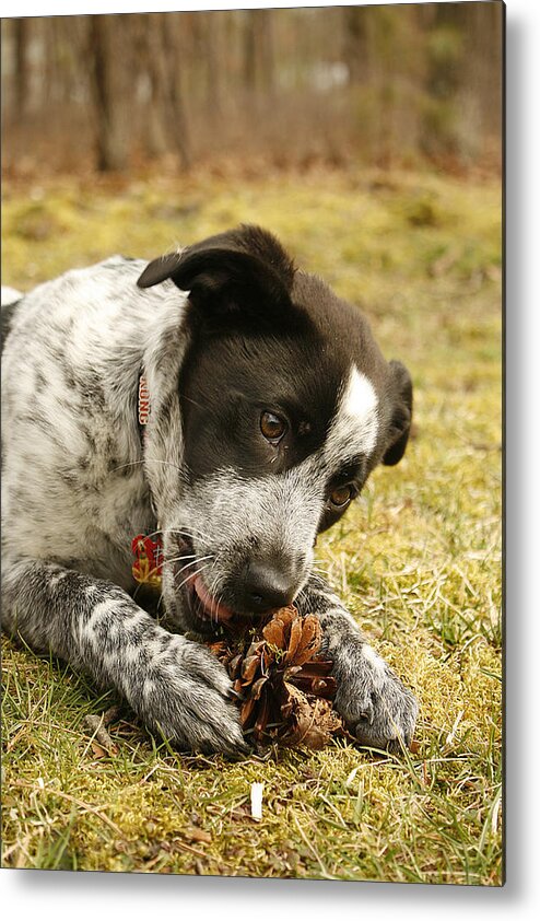 Puppy Metal Print featuring the photograph Ellie vs. The Pine Cone by Kristia Adams