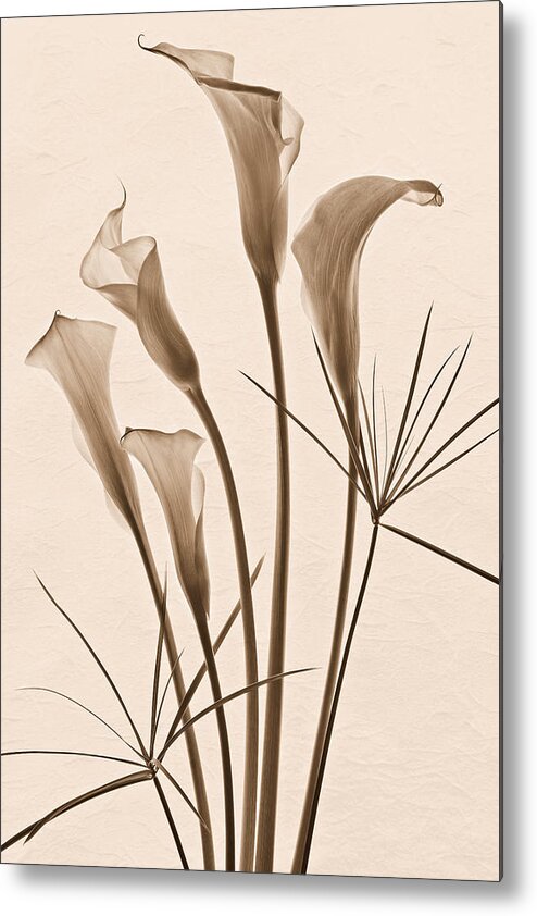Calla Lilies Metal Print featuring the photograph Elongated Elegance in Sepia by Leda Robertson