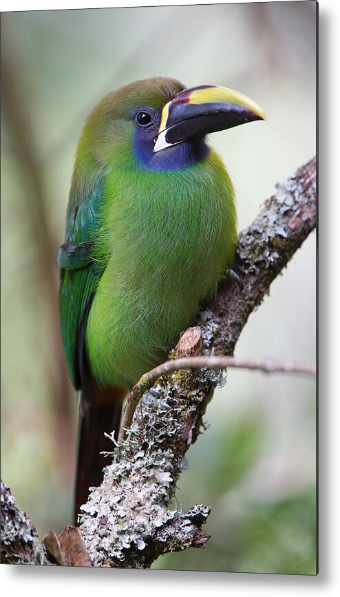 Emerald Toucanet Metal Print featuring the photograph Emerald Toucanet by Max Waugh