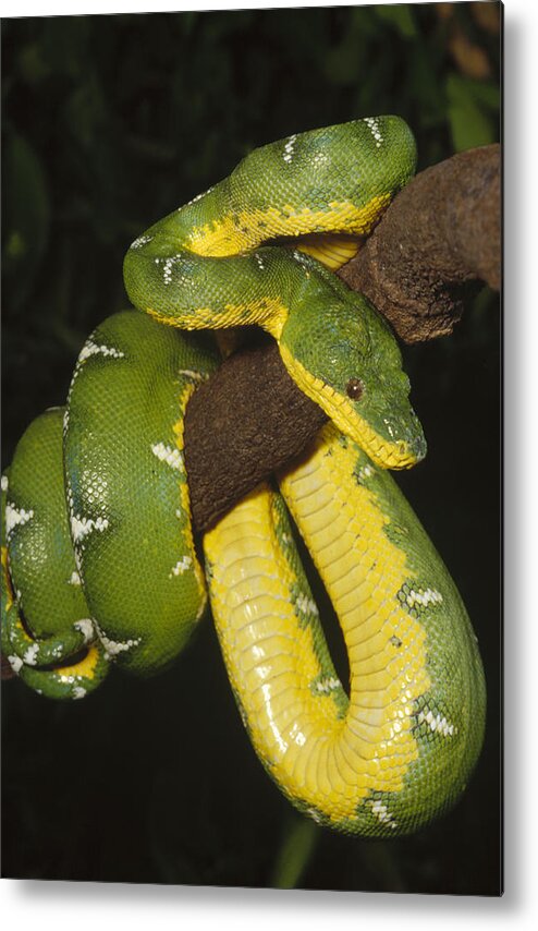 Feb0514 Metal Print featuring the photograph Emerald Tree Boa Amazonia by Gerry Ellis