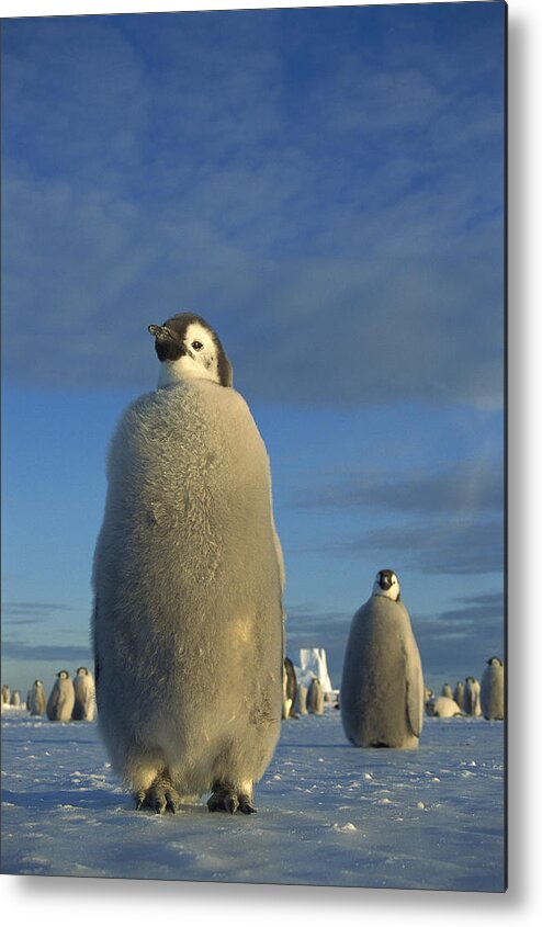 Feb0514 Metal Print featuring the photograph Emperor Penguin Chick At Midnight by Tui De Roy