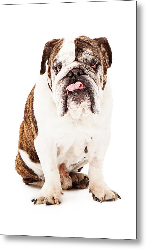 Dog Metal Print featuring the photograph English Bulldog Sticking Tongue Out by Good Focused