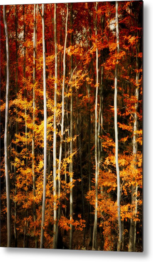Forest Metal Print featuring the photograph Equilibre by Philippe Sainte-Laudy