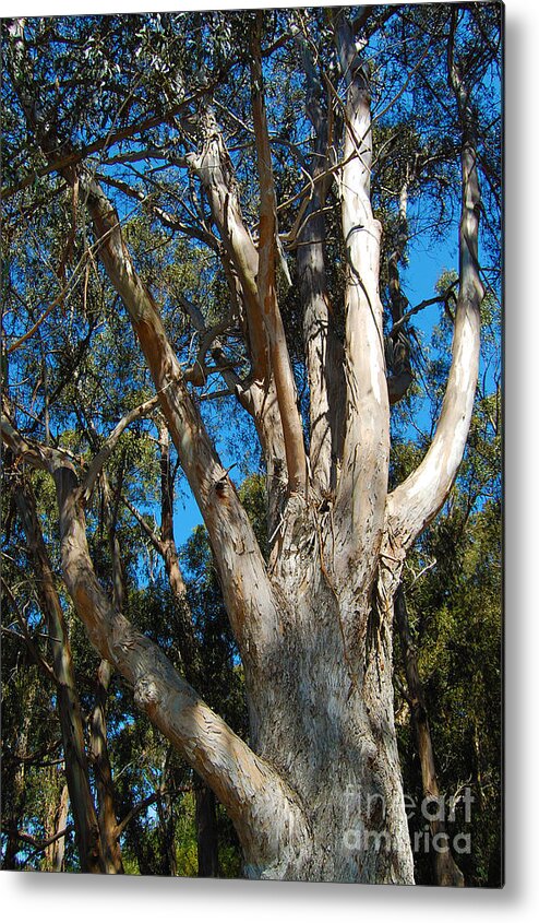 Eucalyptus Tree Metal Print featuring the photograph Eucalyptus Tree in Butterfly Grove by Debra Thompson