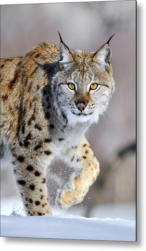Mp Metal Print featuring the photograph Eurasian Lynx Walking by Jasper Doest
