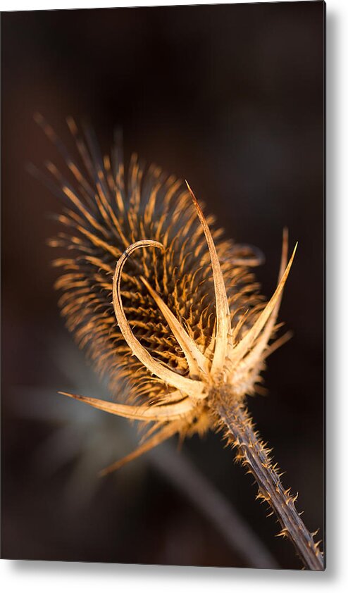 2014 Metal Print featuring the photograph Evening Thistle by Haren Images- Kriss Haren